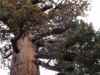 2012-03_ym-tree-11